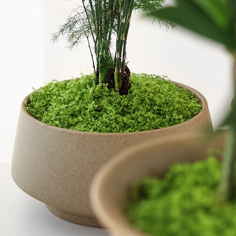Mousse artificielle réaliste,  - Sphagnum Moss Dry avis et prix